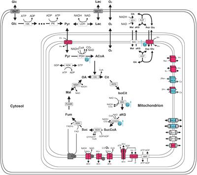 Bioenergetic Mechanisms of Seizure Control